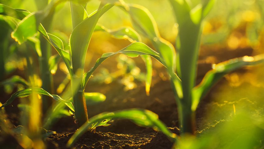 Corn crops growing in field, sunlight flare, selective focus
