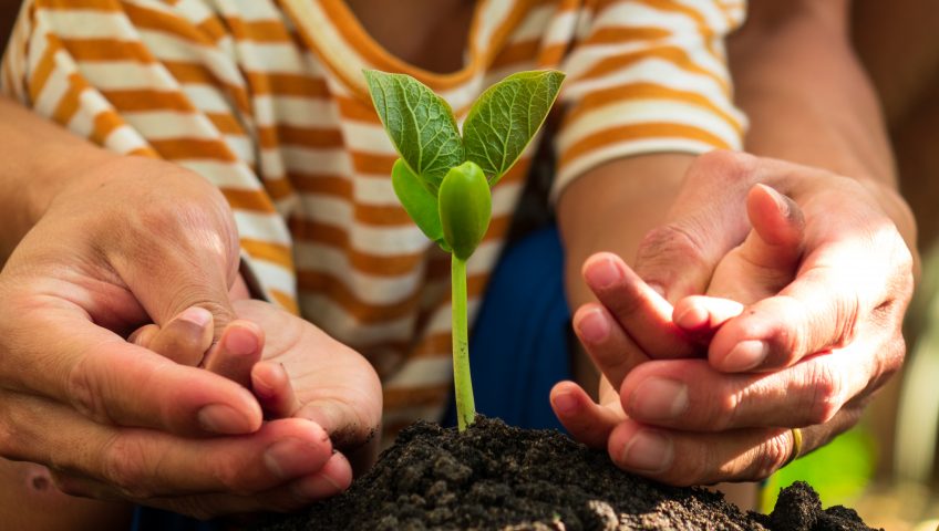 father and son planting young tree in morning time