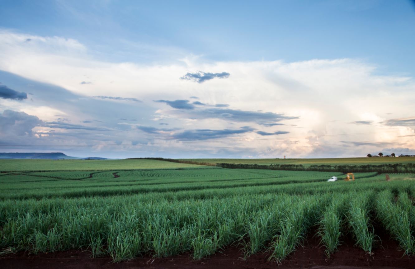 brazilian-sugar-cane-fields-sun-set_small