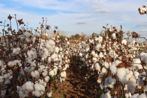 Como aumentar a produtividade de algodão